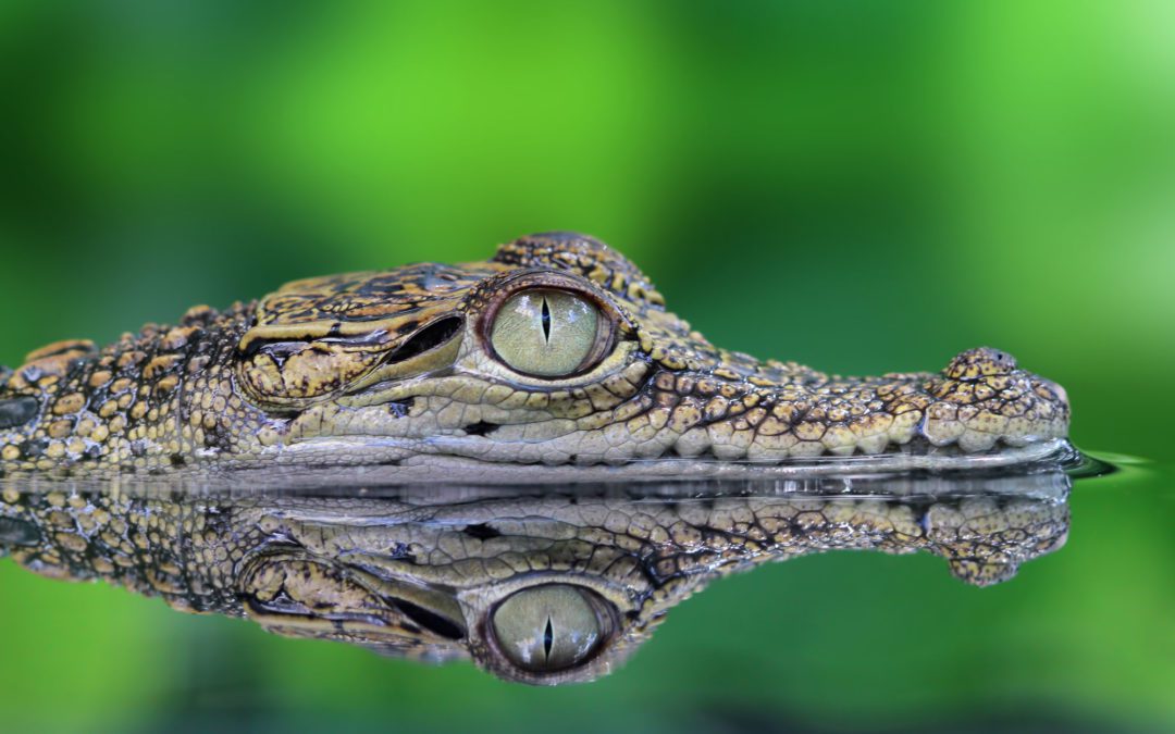 Encountering Florida’s Ancient Guardians: The Alligators of the Sunshine State