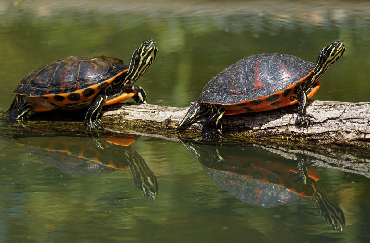 Florida-red-bellied-cooter