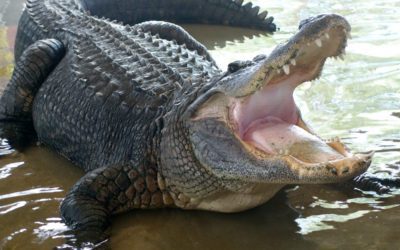 Best Time to Spot Alligators in Florida