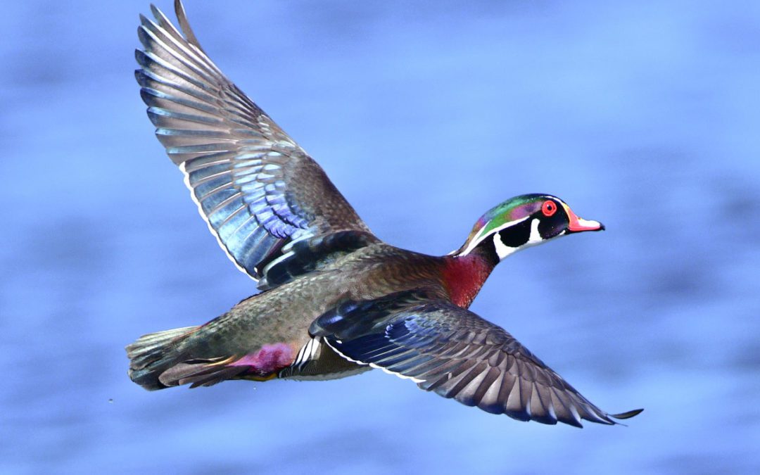 Male Wood Duck Drake