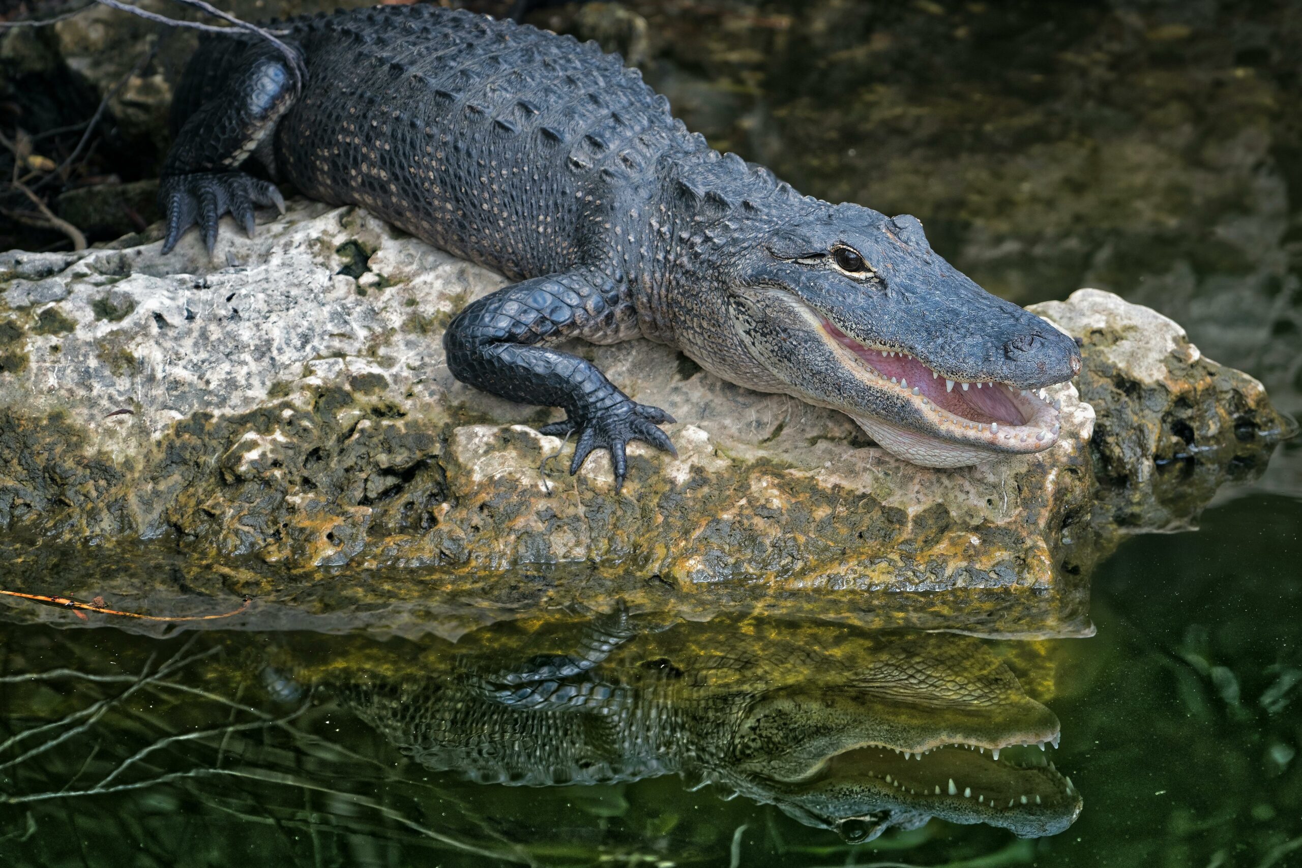 From Insects to Predators: Understanding Alligator Diets