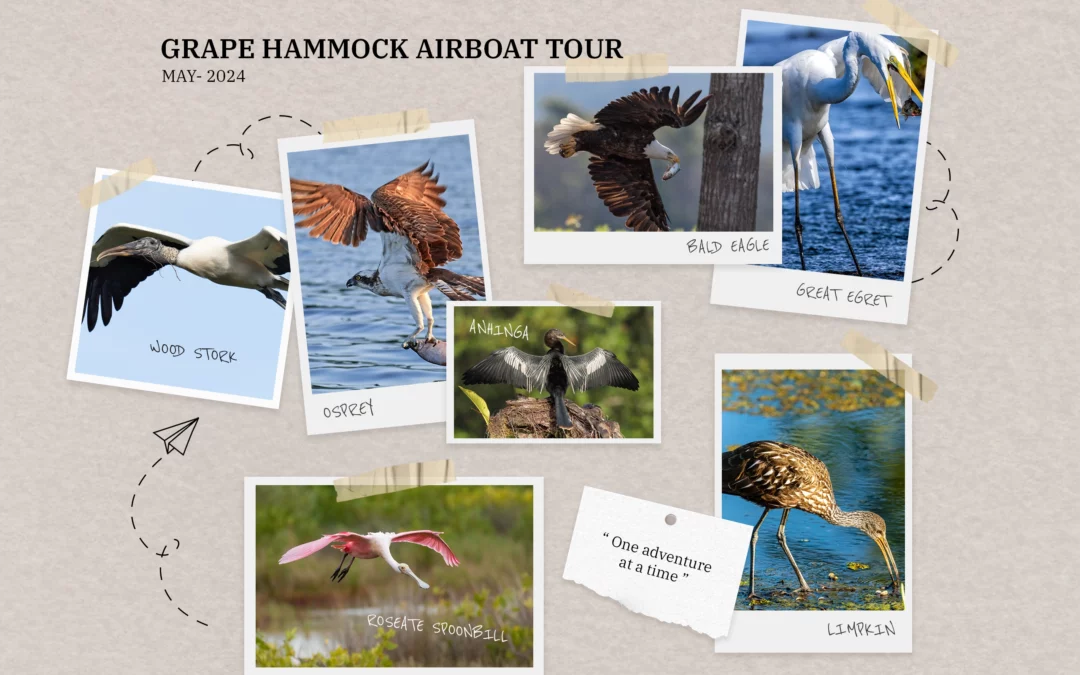 Best Birding in Florida : Spotting Feathered Friends on a Grape Hammock Airboat Tour