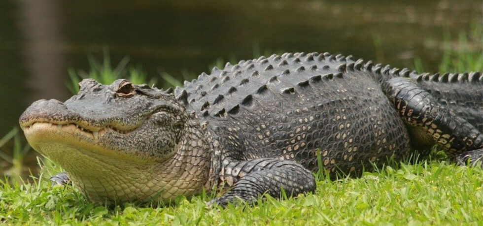 FUN FACTS ABOUT AN ALLIGATOR intelligence overview