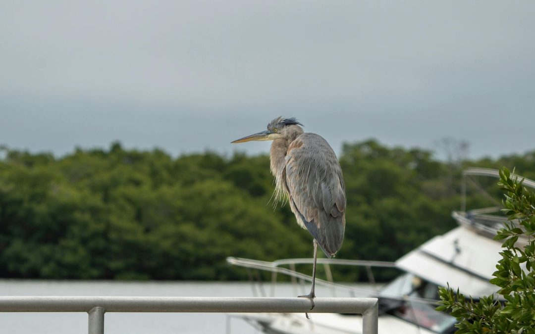 Grape Hammock Airboat Tours: An Epic Family Adventure for All Ages