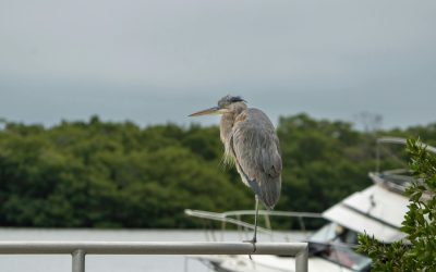 Grape Hammock Airboat Tours: An Epic Family Adventure for All Ages