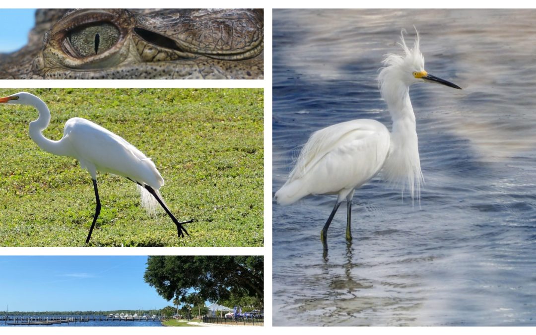 Airboat Adventures Florida: A Thrilling School Trip Through Florida’s Wetlands
