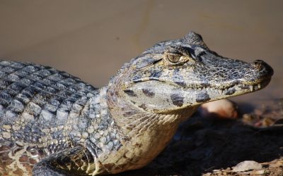 Why the 4th of July is a Hidden Holiday for Alligators Too