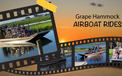 Why January Is the Best Time for Airboat Tours in Florida